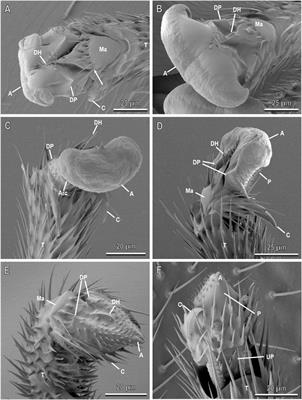 Mechanical interaction of the egg parasitoid Anastatus bifasciatus (Hymenoptera: Eupelmidae) with artificial substrates and its host egg